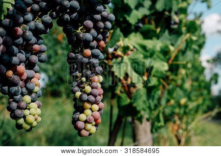 Bonarda Or Charbono Grapes Growing In Piedmont, Italy. Beautiful Vineyards In Summer. Copy Space