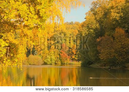 Beautiful Autumn Trees With Yellow Branches And Leaves Near Water With Reflection With Nobody