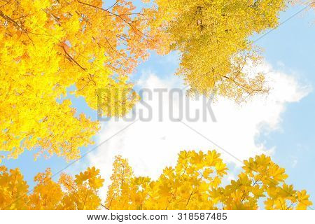 Beautiful Autumn Forest With Yellow Branches And Leaves And Blue Sky With Nobody
