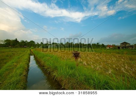 Irrigation et rizières en terrasses de fossé dans les environs d'Ubud, l'île de Bali, Indonésie.
