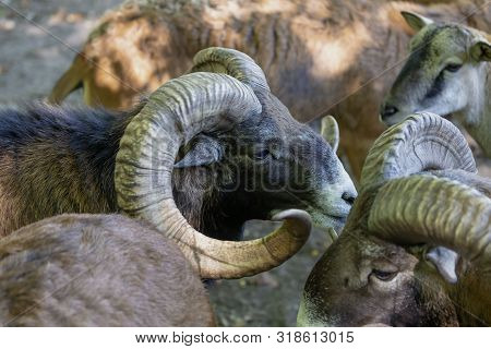The European Mouflon (ovis Orientalis Musimon).male Mouflon Are Known As Rams.