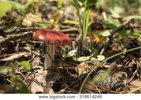 Edible Mushroom In The Forest With A Red Hat, Raw