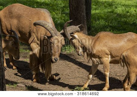 Barbary Sheep (ammotragus Lervia) Or Aoudad Is A Species  Native To Rocky Mountains In North Africa.