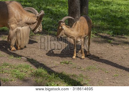 Barbary Sheep (ammotragus Lervia) Or Aoudad Is A Species  Native To Rocky Mountains In North Africa.