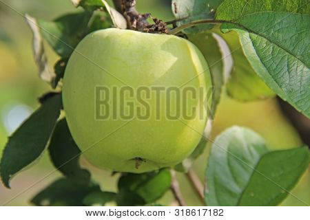 Yellow Antonovka Apple On Apple Tree Branch. Russia.