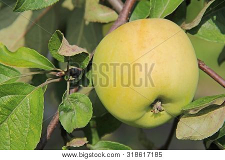 Yellow Antonovka Apple On Apple Tree Branch. Russia.