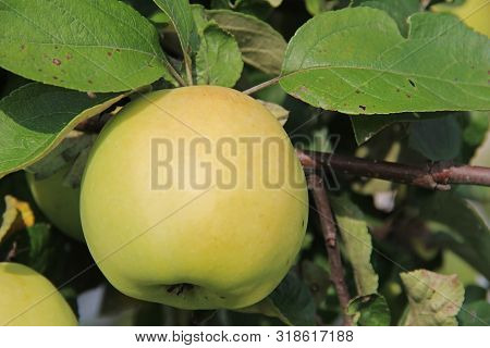 Yellow Antonovka Apple On Apple Tree Branch. Russia.