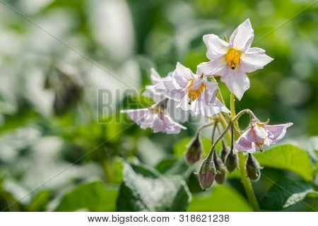 Flowering Potato. Potato Flowers Blossom In Sunlight Grow In Plant. White Blooming Potato Flower On 