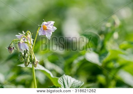 Flowering Potato. Potato Flowers Blossom In Sunlight Grow In Plant. White Blooming Potato Flower On 
