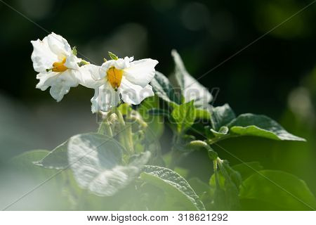 Flowering Potato. Potato Flowers Blossom In Sunlight Grow In Plant. White Blooming Potato Flower On 