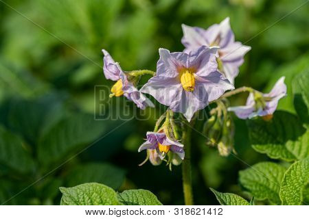 Flowering Potato. Potato Flowers Blossom In Sunlight Grow In Plant. White Blooming Potato Flower On 