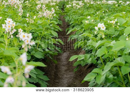 Flowering Potato. Potato Flowers Blossom In Sunlight Grow In Plant. White Blooming Potato Flower On 