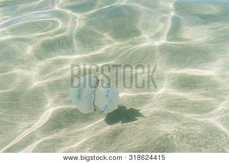 Rhizostoma Pulmo. Medusa Swims In The Water Of The Black Sea. Jellyfish With Ravines.
