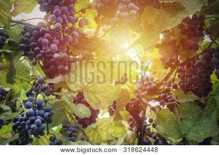Vineyard In Sun Light Close Up. Grapes Are Ready For Wine