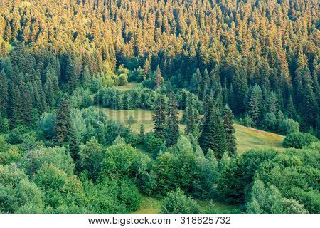 Beautiful View Of Spurce Forest On The Way To Hatsvali Mountain. Svaneti, Mestia, Georgia.