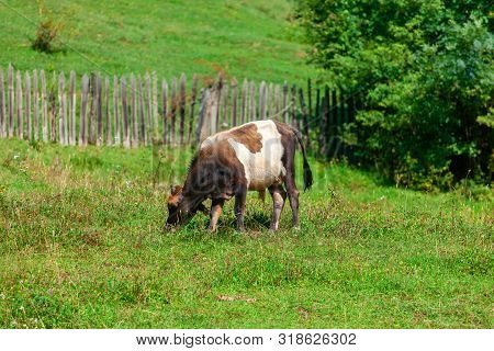 Cow Grazing Fresh Green Grass On Pasture.