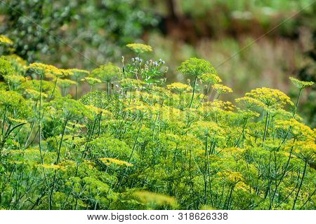 Yellow Coriander Flowers In The Vegetable Garden. Greenary.