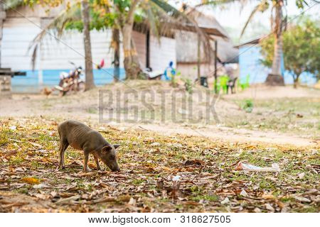 Small, Thin And Malnourished Pig, Looking For Food In The Courtyard Of The House