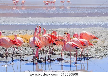 Laguna Hedionda Flamingos, Bolivia.  Andean Wildlife. Bolivian Lagoon