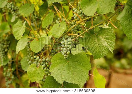 Green Grapes Growing On Grape Vines. Unripe, Young Wine Grapes In Vineyard, Early Summer. Bunch Of G