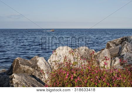 View Of Lake Baikal Near City Of Slyudyanka, Irkutsk Region, Russia. In Foreground Are Pink Flowers 