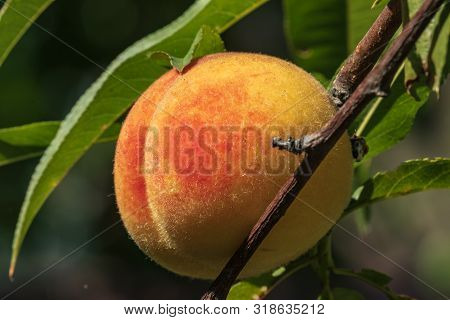 Ripe Peach Fruit Hangs On A Branch Of A Peach Tree With Leaves In The Garden. Harvesting Peaches. Cl