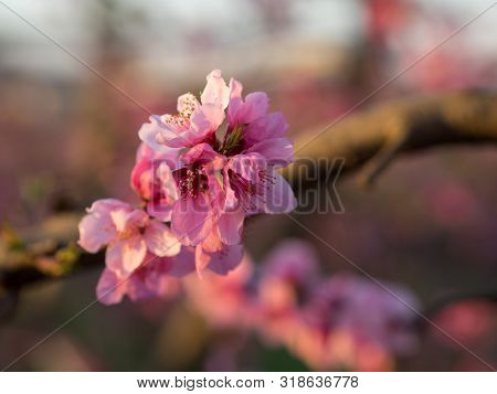 Pink Peach Blossom Detail Smaill, Aitona, Catalonia, Spain