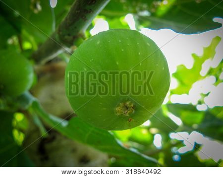 Unripe Green Fig Fig Tree. Closeup Of Young Fig On The Branch Of A Fig Tree In Summer. Green Fresh F