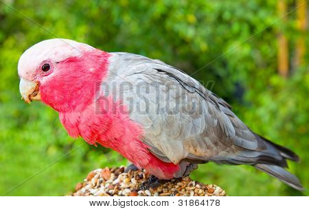 Roze kaketoe Parrot in natuur rondom (Eolophus roseicapilla), Bali, Indonesië