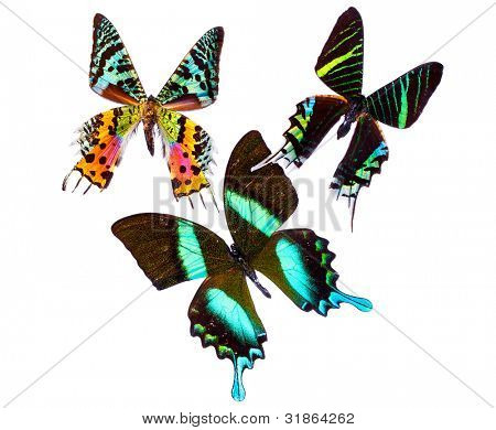 Tropiske Butterflys isoleret på hvid baggrund