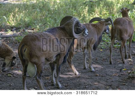 The European Mouflon (ovis Orientalis Musimon).male Mouflon Are Known As Rams.