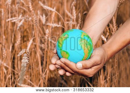 Male Hands With Earth Planet Model On A Background Of Ears Of Wheet In A Countryside, Worldwide Agri
