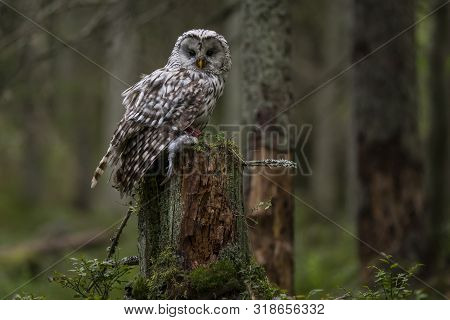 Ural Owl(strix Uralensis) In Its Own Environment