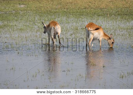 Two Red Lechwe Waterbuck Antelopes In Moremi Game Reserve, Okavango Delta, Botswana