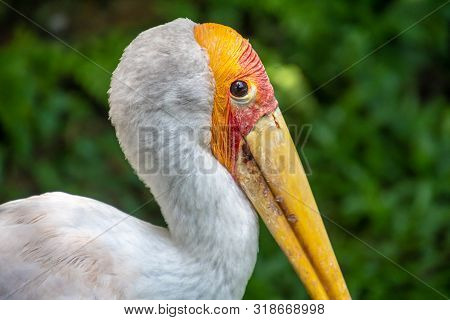 Yellow-billed Stork Close Up Image In Malaysia