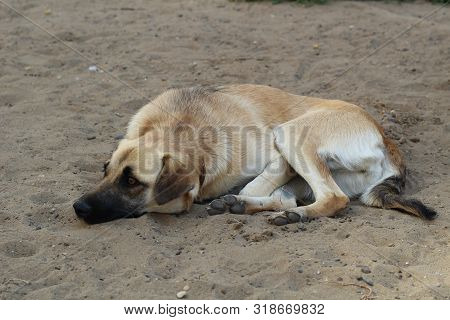 Sad Dog Lying On The Sand. Poor Solitude Dog On The Beach. Poor Dog Waiting For Its Owner On The Bea