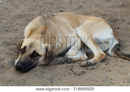 Sad Dog Lying On The Sand. Poor Solitude Dog On The Beach. Poor Dog Waiting For Its Owner On The Bea