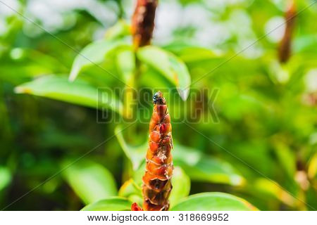 A Fly On Crape Ginger Red Flower (costus Speciosus Smith) In Garden