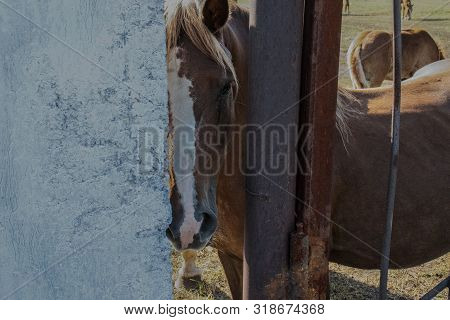 Close-up Face Of A Horse In Dark Colors Behind A Fence Among Other Animals