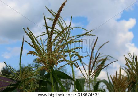 Corn Tree Against A Blue Cloudy Sky, Field On A Clear Day.seeds Like Panicles.