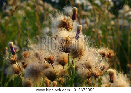 Wild Grass In Summer.flowered Thistle, Thistle Of The Field. White Fluffy Seeds Waiting To Be Spread
