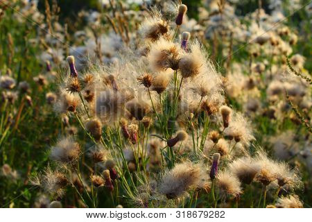 Wild Grass In Summer.flowered Thistle, Thistle Of The Field. White Fluffy Seeds Waiting To Be Spread