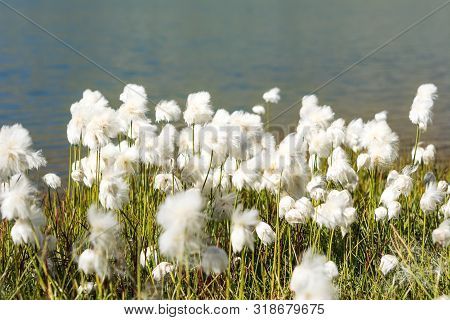 Eriophorum Scheuchzeri Flower Or Cottongrass. Gran Paradiso National Park, Italian Alps. Italy