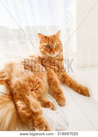 Cute Ginger Cat Lying On Window Sill With Tulle Curtain. Fluffy Pet Is Staring With Curiosity. Sunny