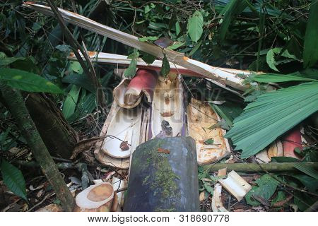 The Leftovers Of A Palm Tree That Has Been Cut Down Alone For Its Edible Part Named Palmito