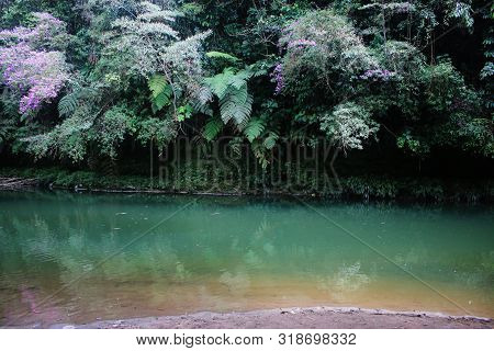 A Tropical Streen With Various Tints Of Brown, Green And Blue And Lush Green Foliage With Purple Flo