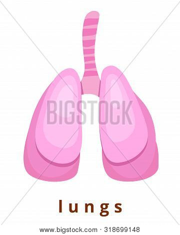Human Internal Organ - Realistic Lungs With The Name Anatomy Pink Human Lungs Human Body Part Modern
