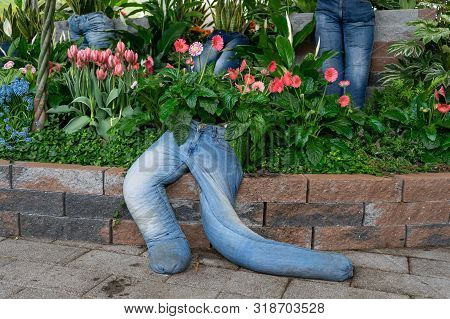 Gerbera Flower Plant Garden Decore Installation In Old Recycled Denim Jeans Planter.