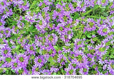 Flowers Lobelia Erinus. Background From Lilac Garden Flowers.