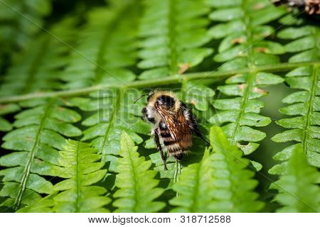 Aussprache Lernen

A Bee Rests On A Fern Plant